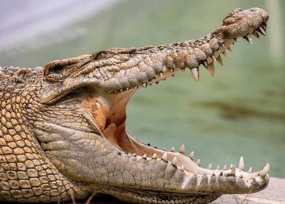Crocodile 03