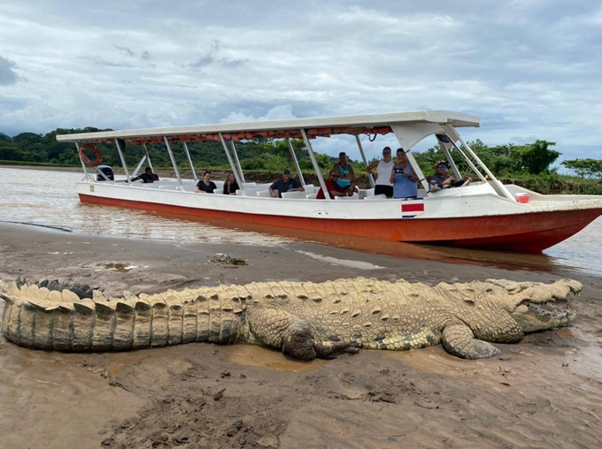 Crocodile 04